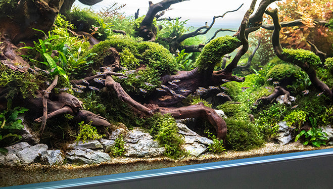 Arredare l'Acquario d'Acqua Dolce con le Rocce Aqpet: Guida all'Allestimento Naturale