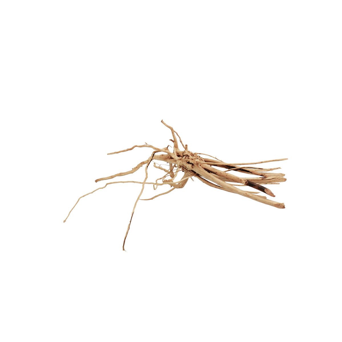 AQPET ZEN WOOD FIN RACINE DE BOIS SÉLECTIONNÉE