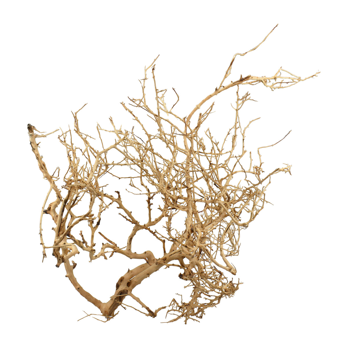 AQPET ZEN WOOD TINY RACINE DE BOIS