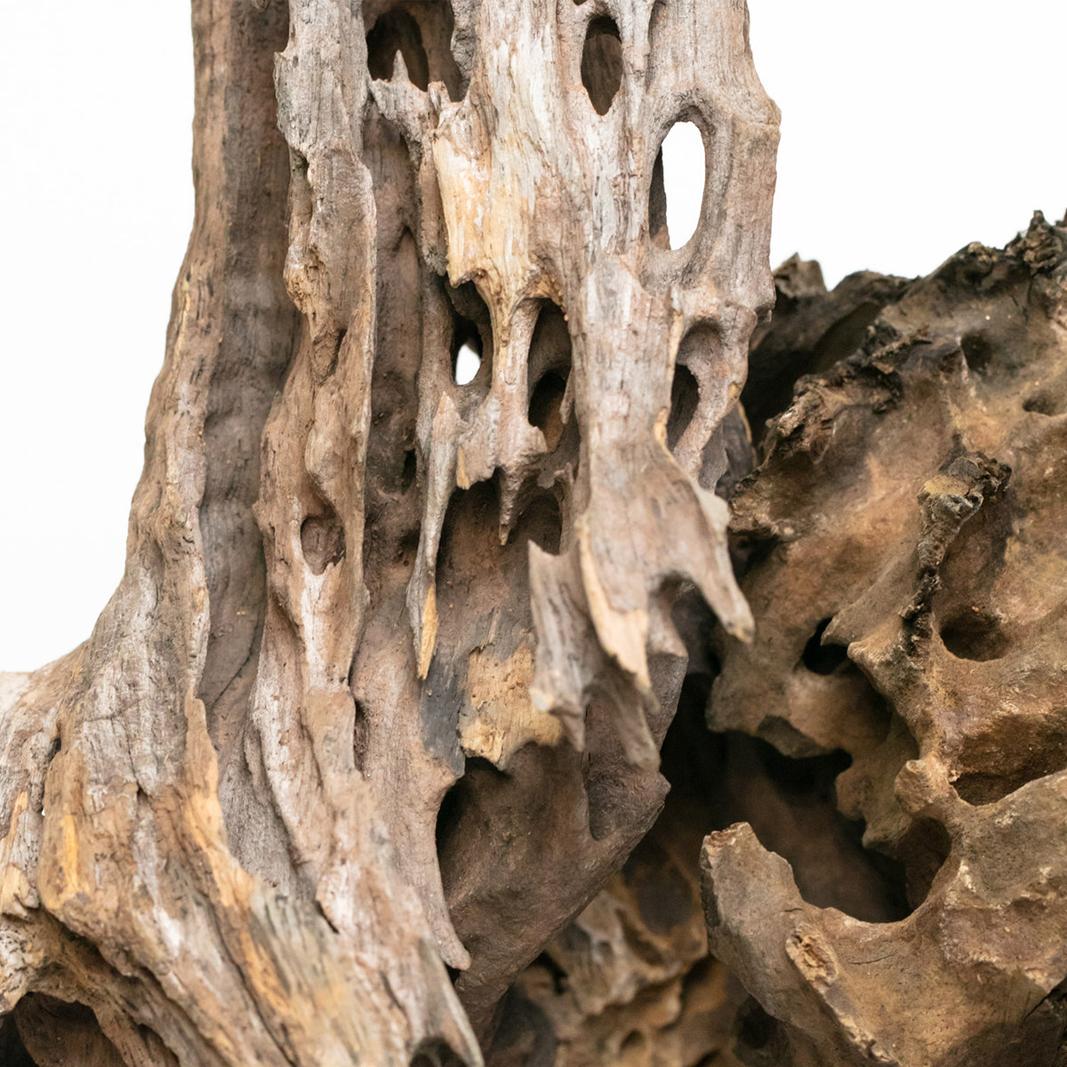 AQPET ZEN WOOD BOIS DRAGON