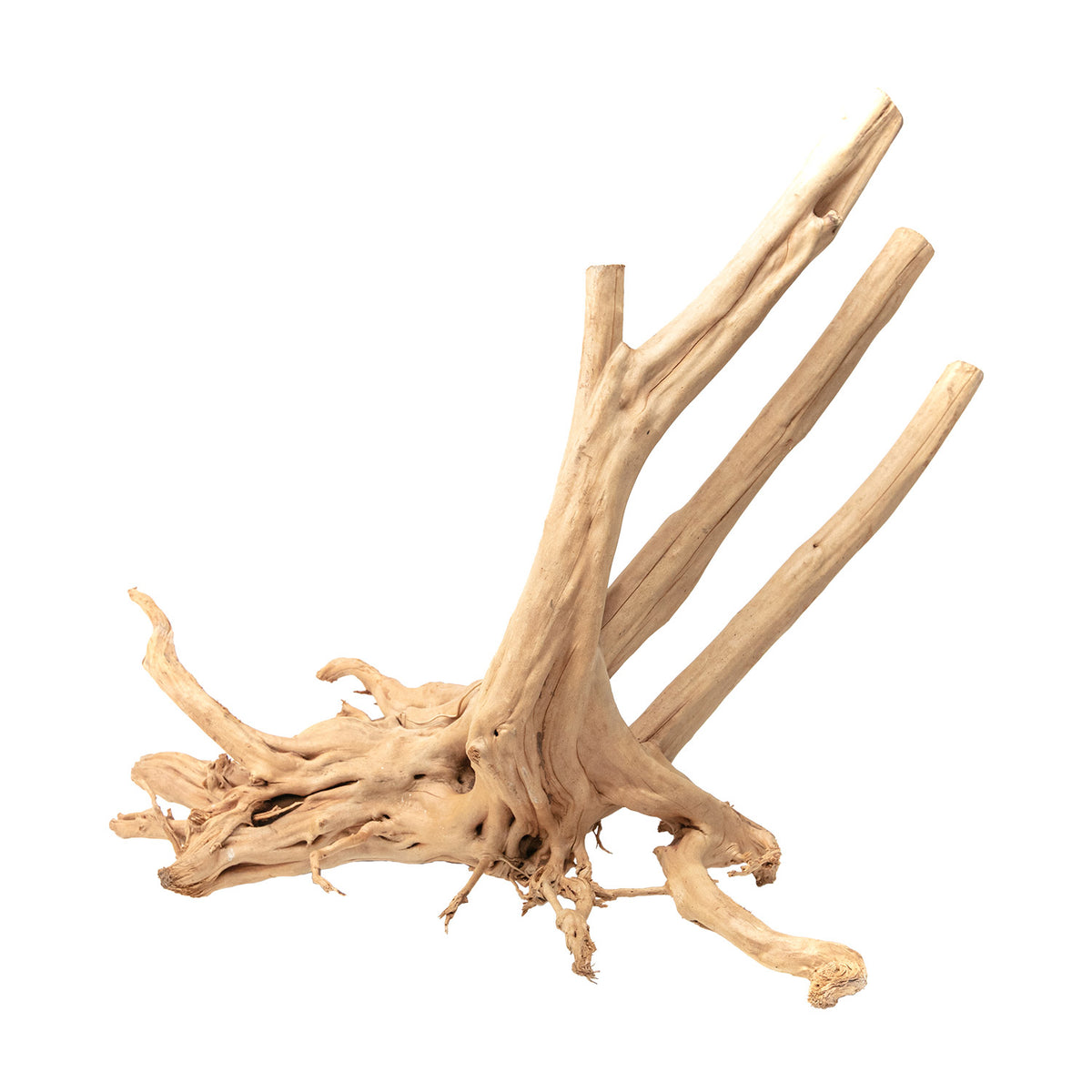 AQPET ZEN WOOD SOUCHE
