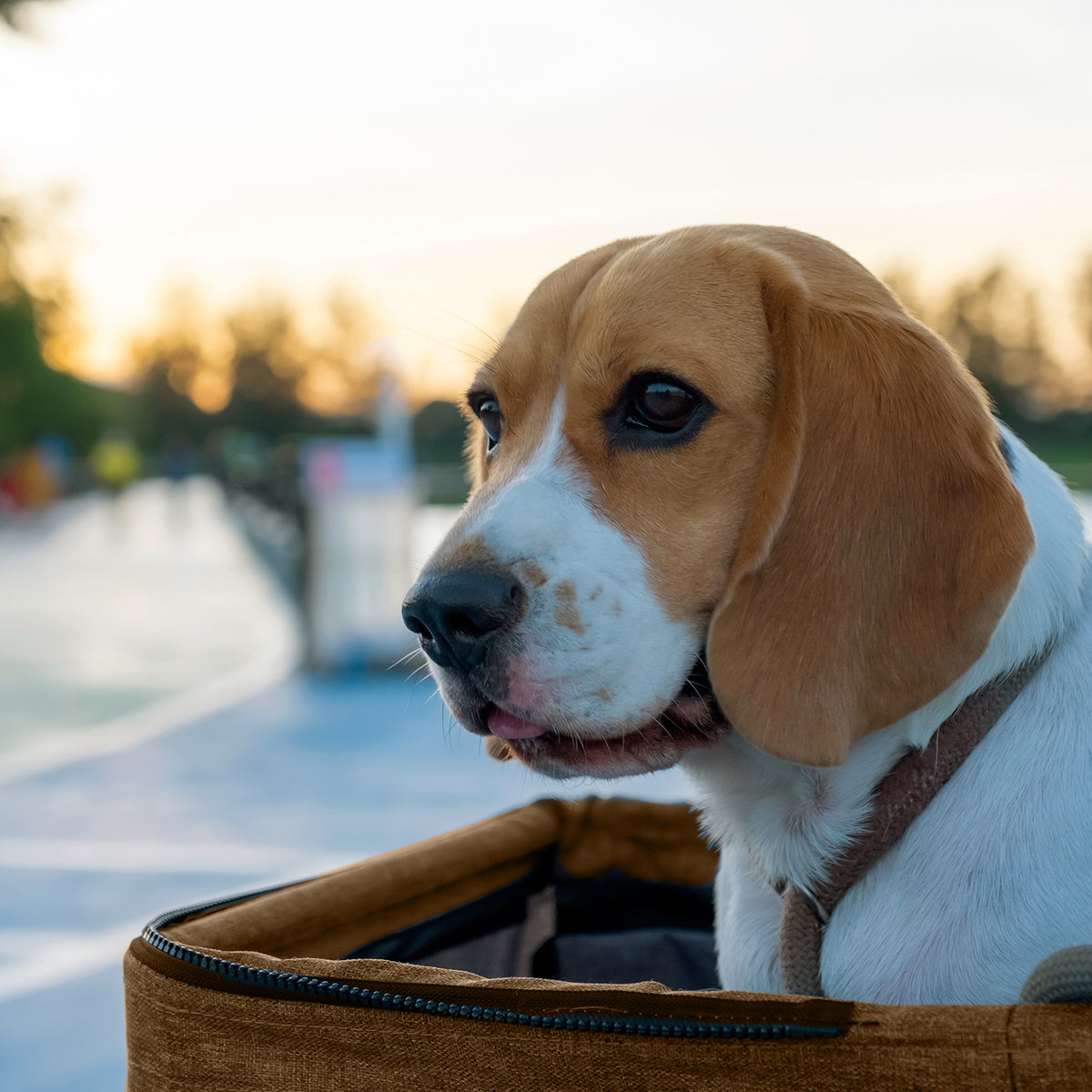 AQPET FRIENDS Poussette confortable et pratique pour chiens de taille moyenne / petite, pour chiens et chats, voyage en toute sécurité