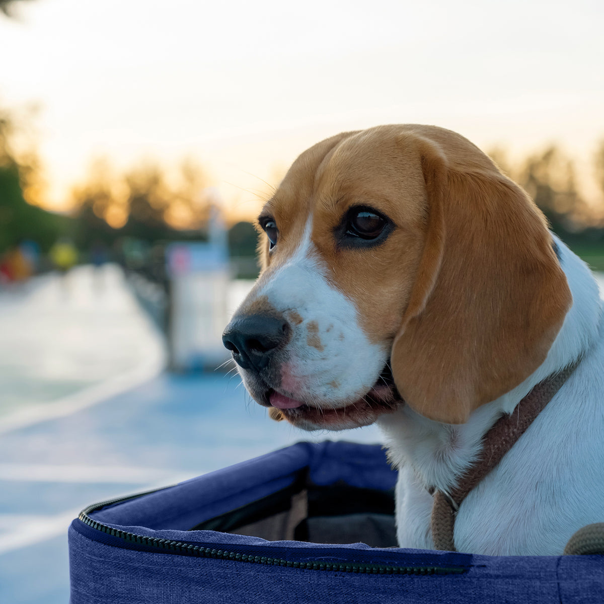 AQPET FRIENDS Poussette confortable et pratique pour chiens de taille moyenne / petite, pour chiens et chats, voyage en toute sécurité