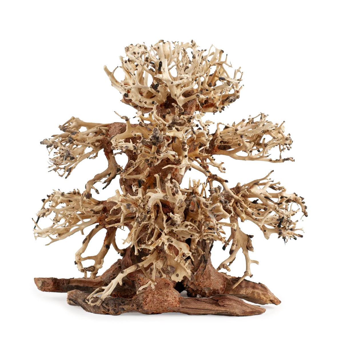 AQPET ZEN BONSAÏ BANYAN 20X20X12 CM