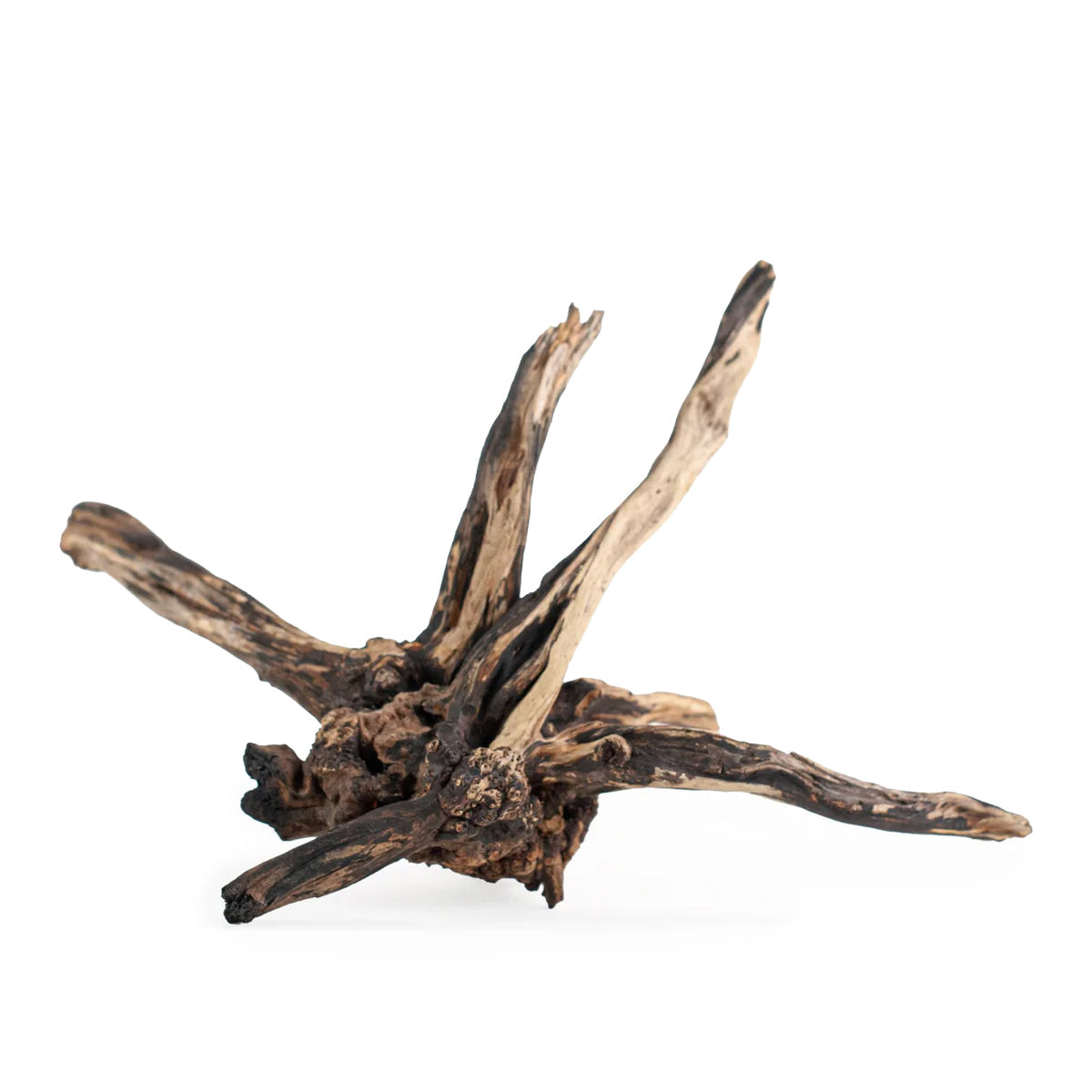 AQPET ZEN WOOD NOIR FIN