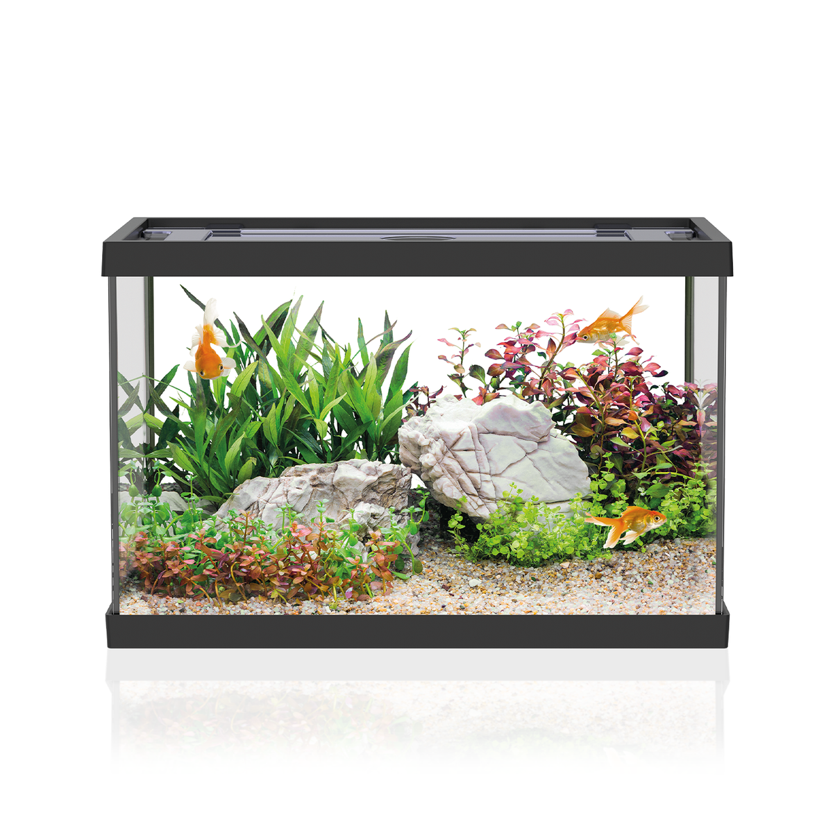 AQPET AQUARIUM ONE MINI EN VERRE 20 L 39x22x26h NOIR