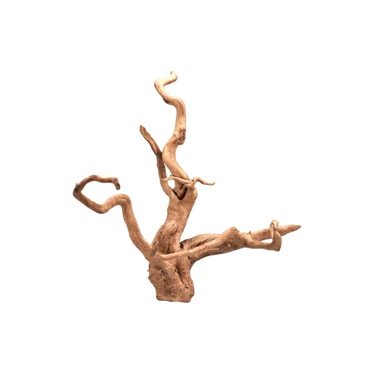 AQPET ZEN WOOD RACINE RACINE DE BOIS SÉLECTIONNÉE