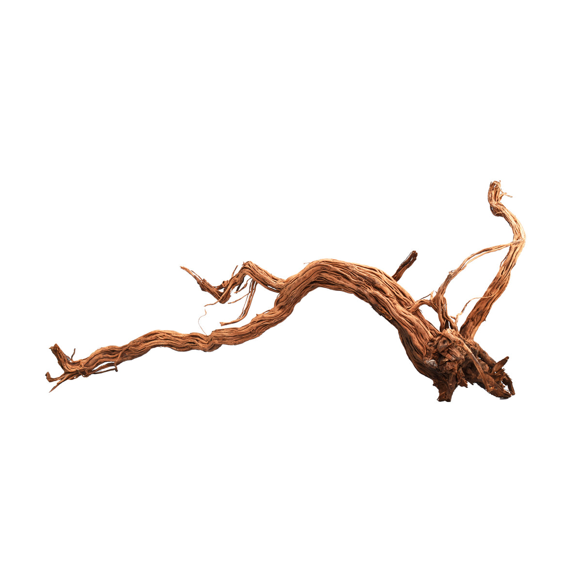 AQPET ZEN WOOD AZALÉE DRAGON RACINE DE BOIS SÉLECTIONNÉE