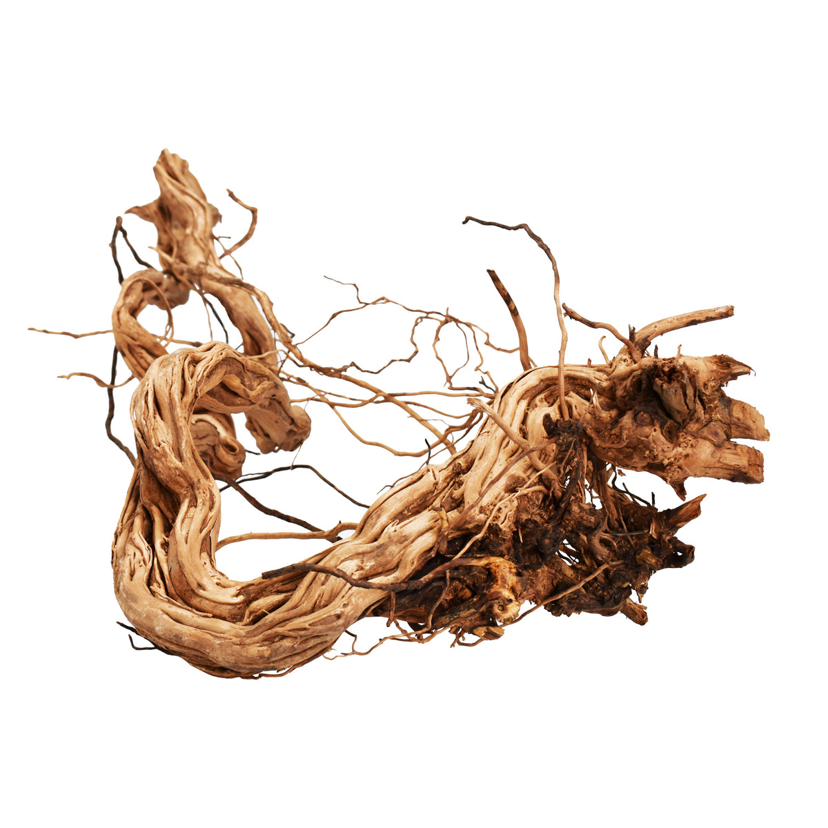 AQPET ZEN WOOD AZALÉE DRAGON RACINE DE BOIS SÉLECTIONNÉE