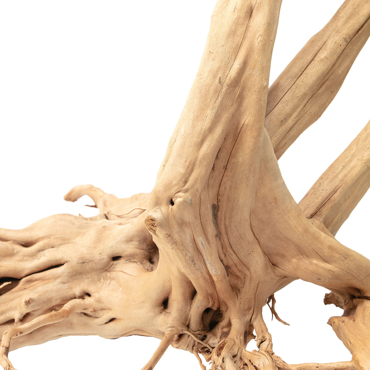 AQPET ZEN WOOD SOUCHE