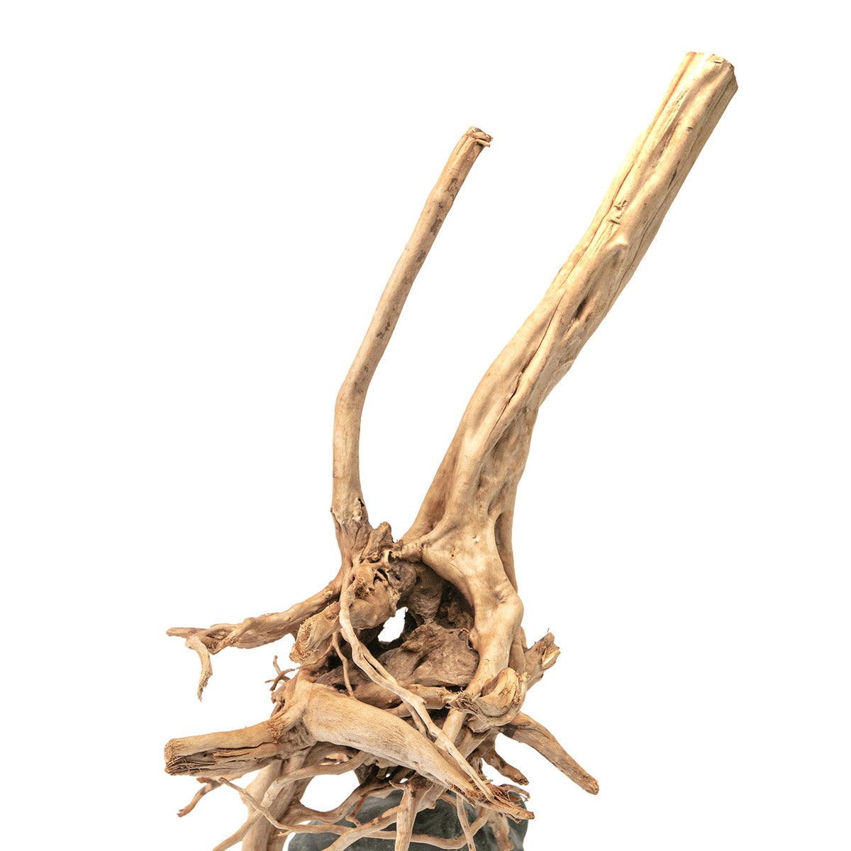 AQPET ZEN WOOD SOUCHE