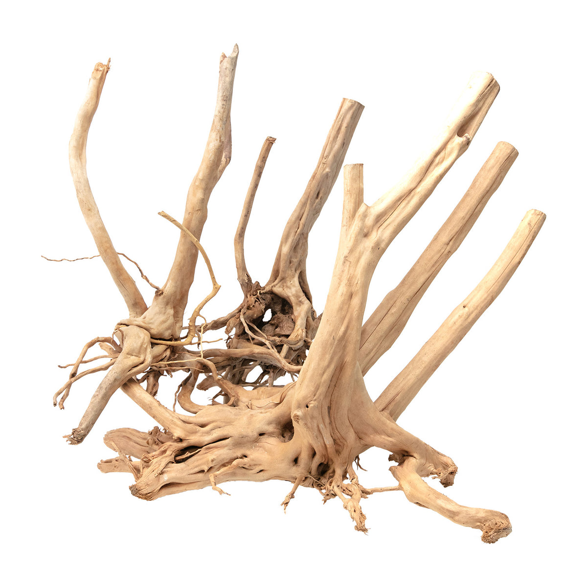 AQPET ZEN WOOD SOUCHE