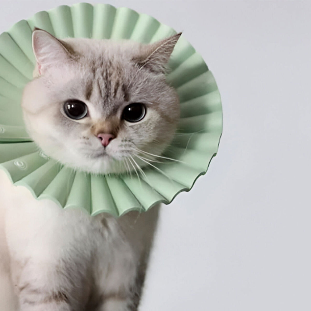 AQPET FRIENDS Collerette élisabéthaine souple pour chats et animaux, en plastique flexible et léger, double couche, réglable et confortable, protection post-opératoire et des plaies