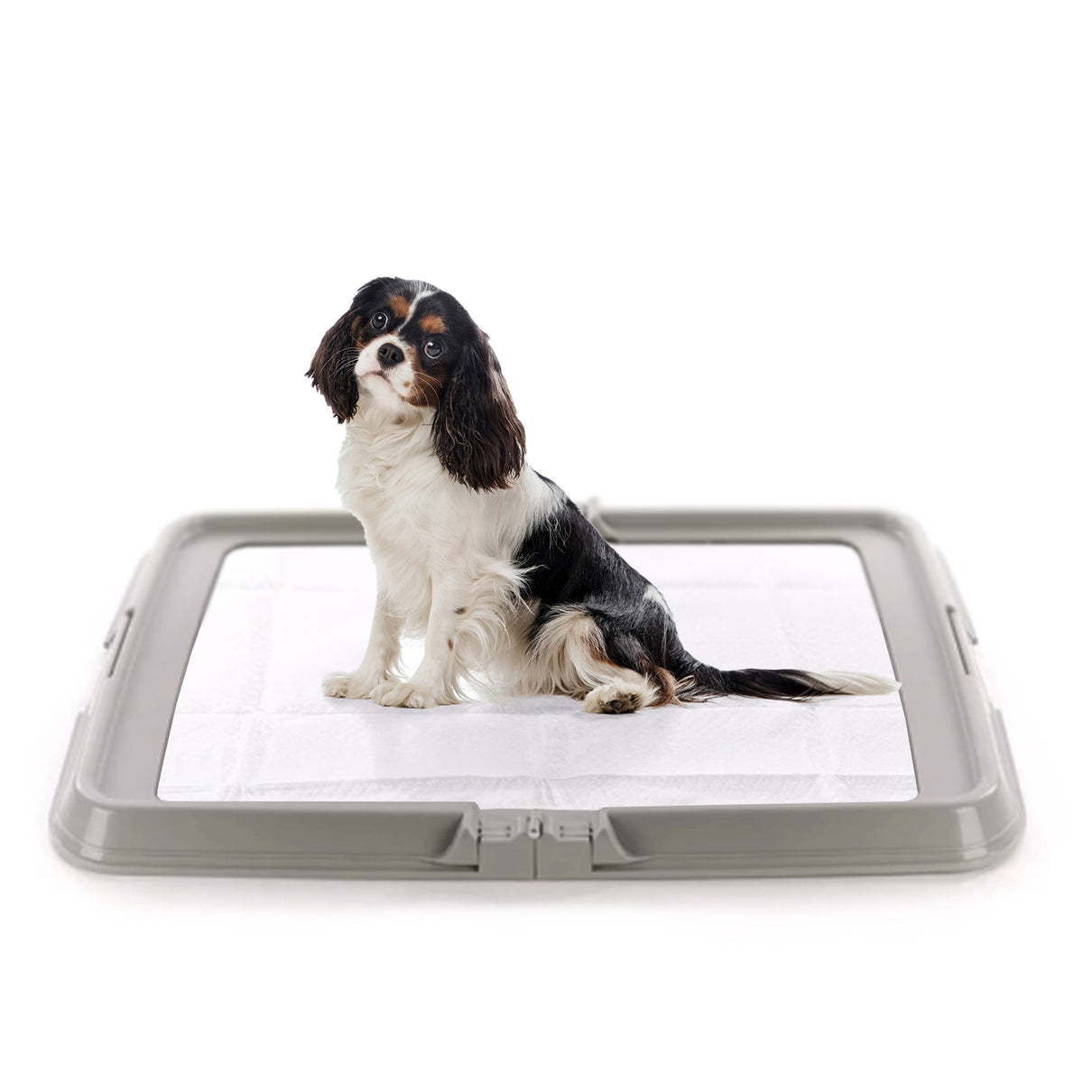 AQPET FRIENDS Bac à litière pour chiens, toilette pliable 86x62 cm, plateau pour tapis absorbants, idéal pour l'apprentissage des chiots et l'utilisation à la maison