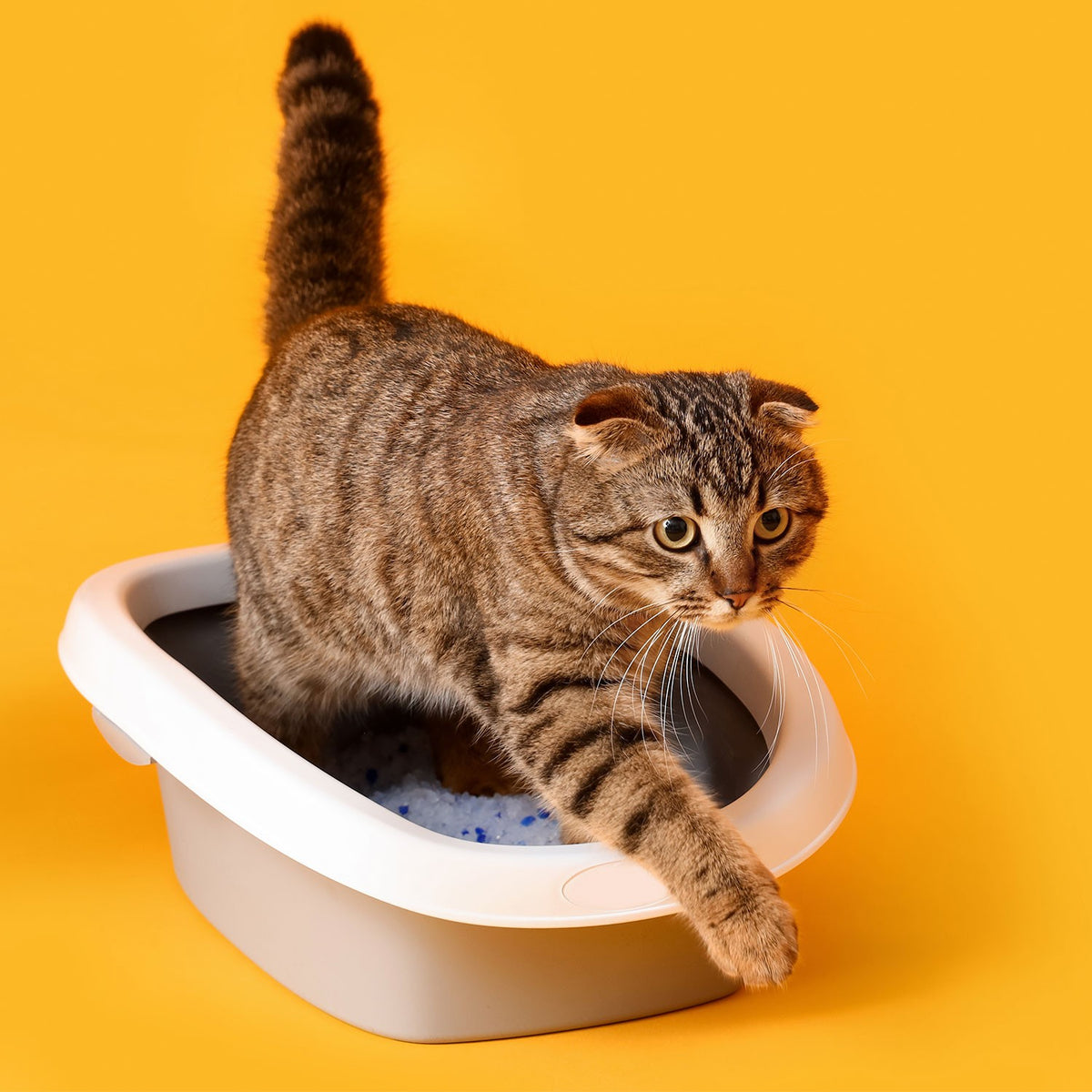 AQPET FRIENDS Catty litière pour chats en silice, super absorbante, anti-odeurs, hygiène du chat
