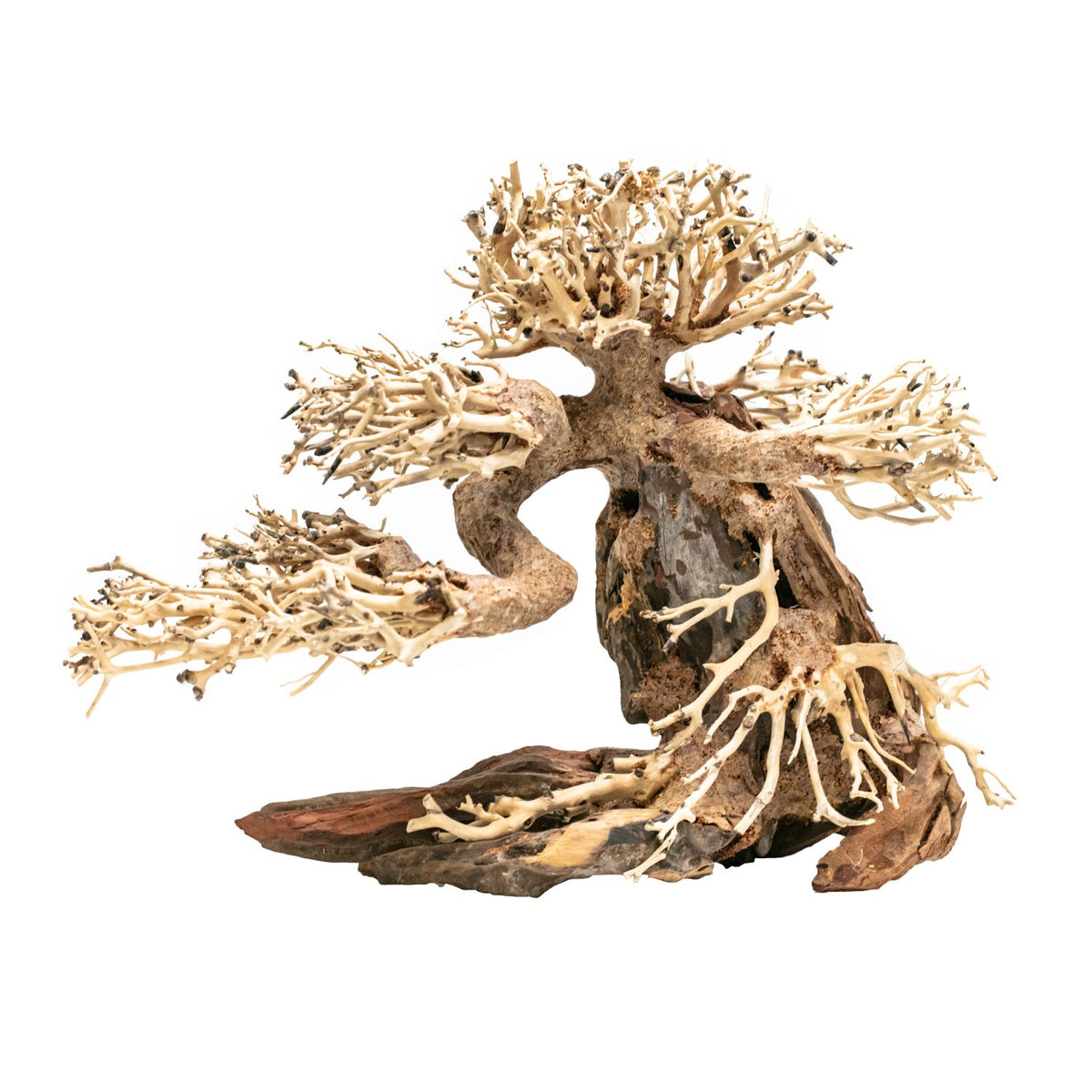 AQPET ZEN BONSAÏ PIN